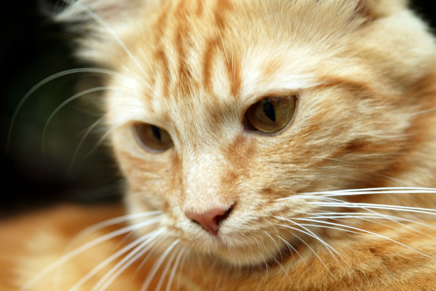 Les animaux domestiques en maison de retraite